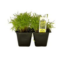 Load image into Gallery viewer, Dill 4 Plant Cell Pack
