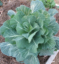 Load image into Gallery viewer, Collards Plant 4.5” Pot