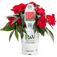 Load image into Gallery viewer, Proven Winners - New Guinea Impatiens - Infinity Red
