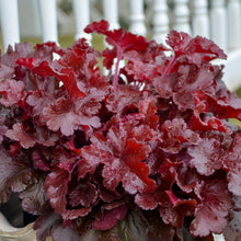 Load image into Gallery viewer, Proven Winners - Heuchera - Dolce Cherry Truffles