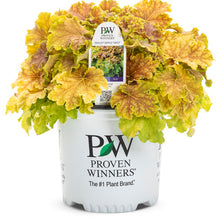 Load image into Gallery viewer, Proven Winners - Heuchera - Dolce Apple Twist