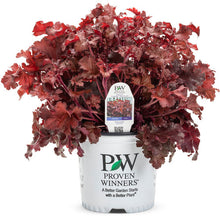 Load image into Gallery viewer, Proven Winners - Heuchera - Dolce Cherry Truffles