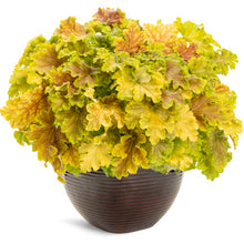 Load image into Gallery viewer, Proven Winners - Heuchera - Dolce Apple Twist