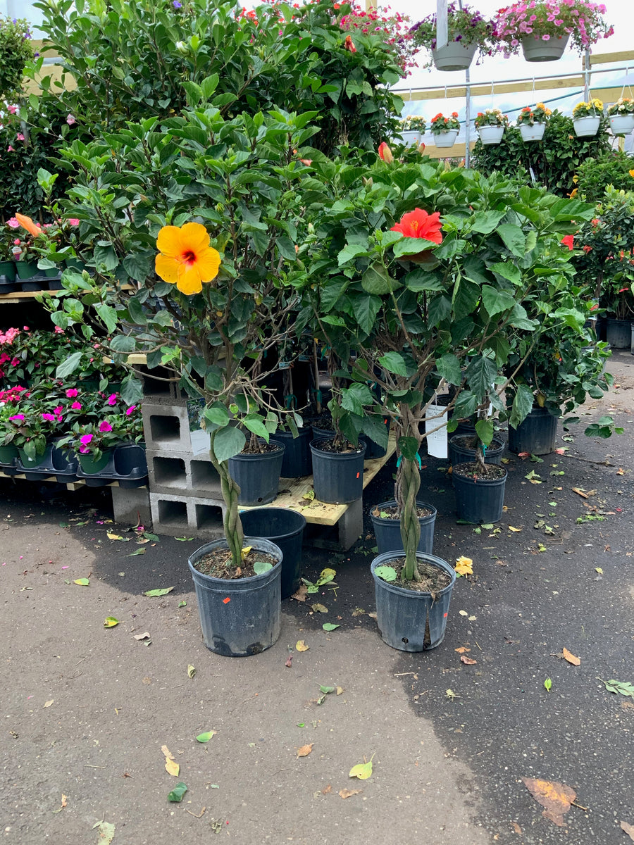 Braided hibiscus store