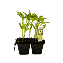 Load image into Gallery viewer, Hungarian Wax Pepper Hot 4 Plant Cell Pack