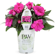 Load image into Gallery viewer, Proven Winners - New Guinea Impatiens - Infinity Light Purple