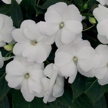 Load image into Gallery viewer, Proven Winners - New Guinea Impatiens - Infinity White