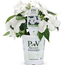 Load image into Gallery viewer, Proven Winners - New Guinea Impatiens - Infinity White