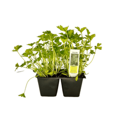 Load image into Gallery viewer, Flat Italian Parsley 4 Plant Cell Pack