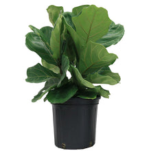Load image into Gallery viewer, Ficus - Lyrata Bush