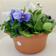 Load image into Gallery viewer, Pansy-Matrix Clear Mix