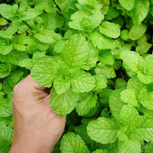 Load image into Gallery viewer, Spearmint Plant 4 Plant Cell Pack