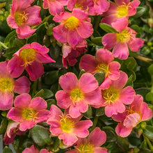 Load image into Gallery viewer, Proven Winners - Portulaca - Mojave Pink