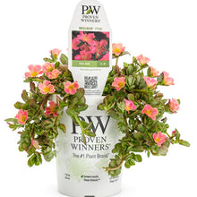 Load image into Gallery viewer, Proven Winners - Portulaca - Mojave Pink
