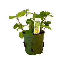 Load image into Gallery viewer, Mojito Mint Plant 4.5” Pot