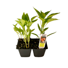 Load image into Gallery viewer, Orange Blaze Sweet Pepper 4 Plant Cell Pack