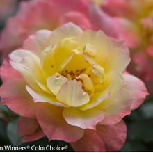 Load image into Gallery viewer, Proven Winners - Rose - Oso Easy Italian Ice