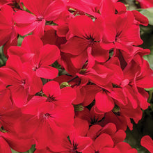 Load image into Gallery viewer, Proven Winners - Geranium - Timeless Fire