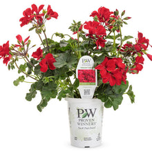 Load image into Gallery viewer, Proven Winners - Geranium - Boldly Dark Red