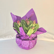 Load image into Gallery viewer, Tulip - Purple 8” Pot