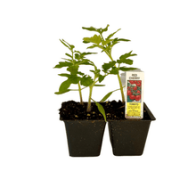 Load image into Gallery viewer, Red Cherry Tomato 4 Plant Cell Pack