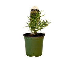 Load image into Gallery viewer, Rosemary Plant 4.5” Pot