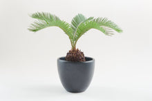 Load image into Gallery viewer, Sago Palm
