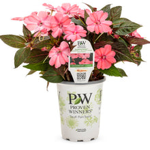 Load image into Gallery viewer, Proven Winners - SunPatiens - Compact Blush Pink