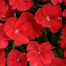 Load image into Gallery viewer, Proven Winners - SunPatiens - Compact Fire Red