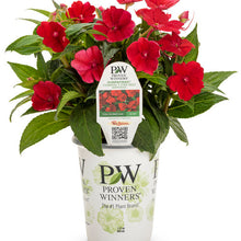 Load image into Gallery viewer, Proven Winners - SunPatiens - Compact Fire Red