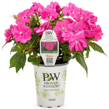 Load image into Gallery viewer, Proven Winners - SunPatiens - Compact Neon Pink