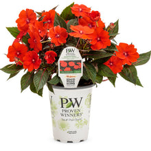 Load image into Gallery viewer, Proven Winners - SunPatiens - Compact Orange
