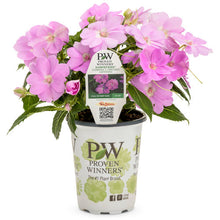 Load image into Gallery viewer, Proven Winners - SunPatiens - Compact Orchid