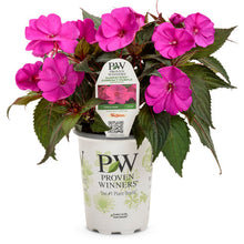 Load image into Gallery viewer, Proven Winners - SunPatiens - Compact Purple