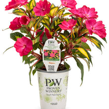Load image into Gallery viewer, Proven Winners - SunPatiens - Compact Tropical Rose