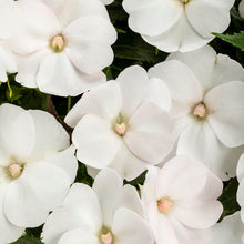 Load image into Gallery viewer, Proven Winners - SunPatiens - Compact White