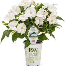Load image into Gallery viewer, Proven Winners - SunPatiens - Compact White