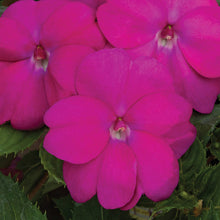 Load image into Gallery viewer, Proven Winners - SunPatiens - Compact Neon Pink
