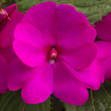 Load image into Gallery viewer, Proven Winners - SunPatiens - Compact Purple