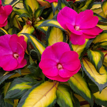 Load image into Gallery viewer, Proven Winners - SunPatiens - Compact Tropical Rose
