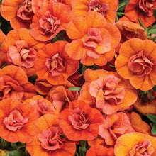 Load image into Gallery viewer, Proven Winners - Calibrachoa - Superbells - Double Orange