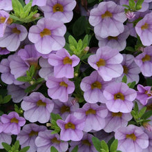 Load image into Gallery viewer, Proven Winners - Calibrachoa - Superbells - Miss Lilac
