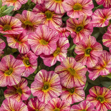 Load image into Gallery viewer, Proven Winners - Calibrachoa - Superbells - Tropical Sunrise