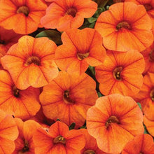 Load image into Gallery viewer, Proven Winners - Calibrachoa - Superbells - Dreamsicle