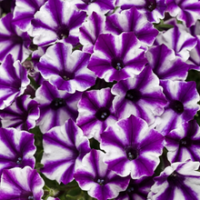 Load image into Gallery viewer, Proven Winners - Supertunia - Mini Vista - Violet Star