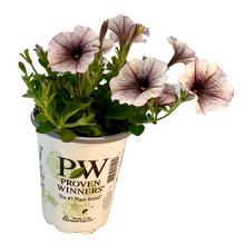 Load image into Gallery viewer, Proven Winners - Supertunia - Latte