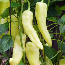 Load image into Gallery viewer, Banana Supreme Sweet Pepper Plant 4.5” pot