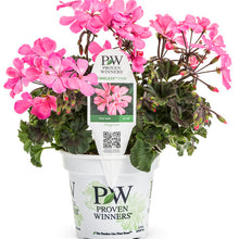 Load image into Gallery viewer, Proven Winners - Geranium - Timeless Pink