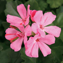 Load image into Gallery viewer, Proven Winners - Geranium - Timeless Pink