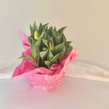 Load image into Gallery viewer, Tulip - Yellow 8” Pot